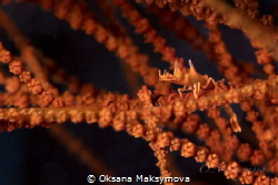 Dragon shrimp (Miropandalus hardingi)
 by Oksana Maksymova 